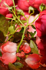 Caterpillar on the Flower Branch