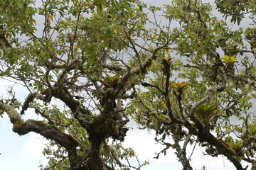 Monte Verde Costa Rica Natur Umwelt Mittelamerika Regenwald
