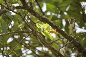 Monte Verde Costa Rica Natur Umwelt Mittelamerika Regenwald