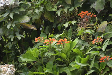 Monte Verde Costa Rica Mittelamerika Regenwald Exoten Pflanzen Natur Umwelt