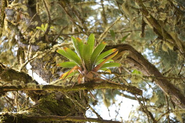 Monte Verde Costa Rica Mittelamerika Regenwald Umwelt Natur