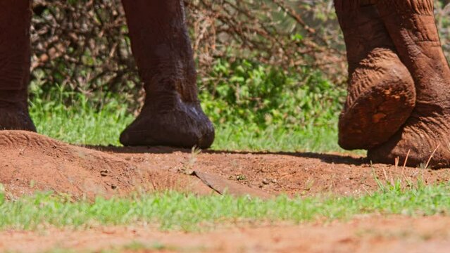 Wide shot of a baby elepant (Loxodonta africana) mud bathing at noon in Africa.