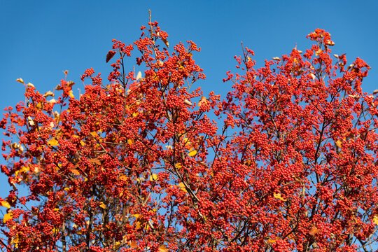 october red autumn rowanberry branch. red autumn rowanberry. autumn season with red rowanberry