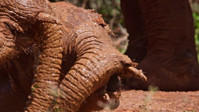 Close up of two baby elepants (Loxodonta africana) head as they play fight while mud bathing at noon in Africa.