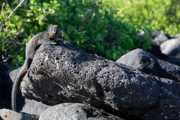 A Galapagos Marine Iguana, Galapagos.