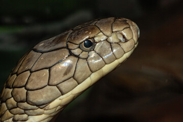 Close up of captive King Cobra