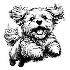 Happy shih tzu dog jumping. Hand Drawn Pen and Ink. Vector Isolated in White. Engraving vintage style illustration for print, tattoo, t-shirt, sticker