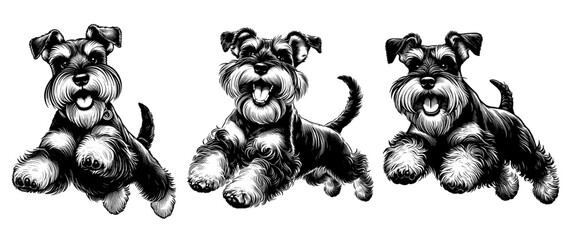 Set of happy schnauzer dogs jumping. Hand Drawn Pen and Ink. Vector Isolated in White. Engraving vintage style illustration for print, tattoo, t-shirt, sticker