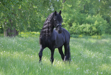 Dressage friesian horse portrait in outdoor 