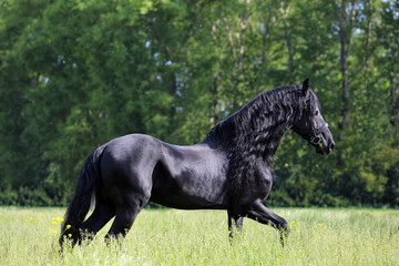 Fototapeta na wymiar Dressage friesian horse portrait in outdoor 