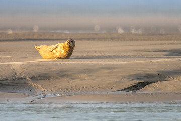 Les phoques de la côte Picarde (Baie de Somme et côte d'Opale)