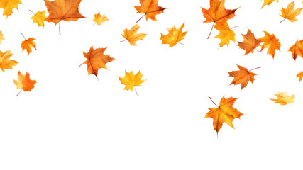 realistic falling leaves Autumn leaves on transparent background. Isolated.