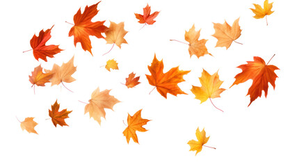 realistic falling leaves Autumn leaves on transparent background. Isolated.