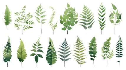 Set of beautiful tropical leaves exotic tropical leaves Perfect for holiday decorations, greeting cards, brochures or posters on a transparent background. Isolated.