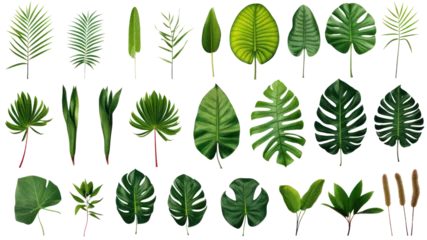 Papier Peint photo Feuilles tropicales Set of beautiful tropical leaves exotic tropical leaves Perfect for holiday decorations, greeting cards, brochures or posters on a transparent background. Isolated.