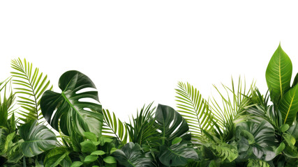 Tropical leaves. Green forest plants. and exotic flowers, natural frames, banana leaves and monstera, jungle coconut trees, poster with space for text. On a transparent background. Isolated.