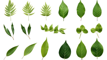 Green leaf icon, set of leaf icons on isolated background. Collection of green leaves on transparent background. Isolated.