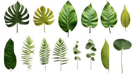 Fototapeta premium Set of beautiful tropical leaves exotic tropical leaves Perfect for holiday decorations, greeting cards, brochures or posters on a transparent background. Isolated.