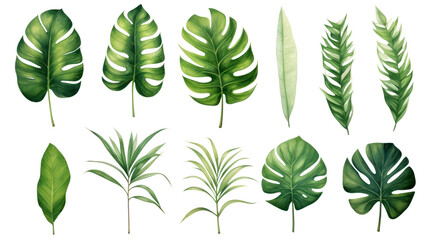 Fototapeta na wymiar Set of beautiful tropical leaves exotic tropical leaves Perfect for holiday decorations, greeting cards, brochures or posters on a transparent background. Isolated.