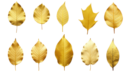 Set of images of luxurious golden leaves isolated on white background. Perfect for holiday decorations, greeting cards, brochures or posters. On a transparent background. Isolated.