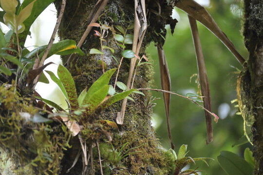 Monte Verde Costa Rica Mittelamerika Regenwald Umwelt Natur