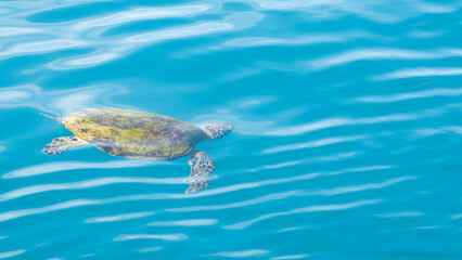 A sick injured turtle floating on the ocean during a snorkeling trip at Samaesan Thailand