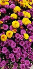 귀엽고 아름다운 가을 꽃, 폼폰국화 - chrysanthemum