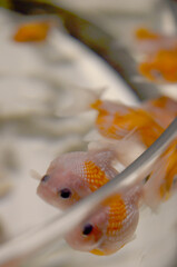 水槽の中にいる金魚