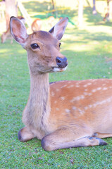 休憩中の鹿