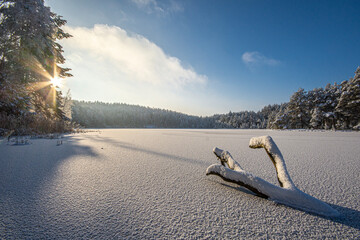 Piękny błękitny zimowy poranek w lesie