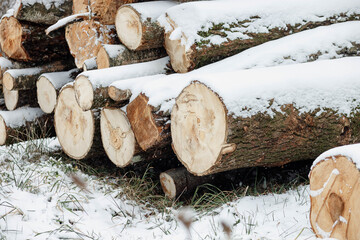 Stack or pile composed of blocks, pieces or logs of wood in winter or spring with snow. Stacking wood for drying and storage
