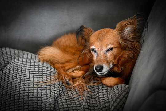 Isolated close up high resolution portrait of a cute foxy dog napping on a gray couch- Israel