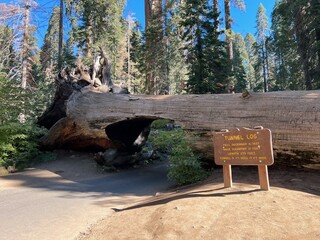 tunnel Log in sequoia tree national park
