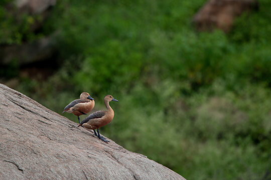 great crested grebe with ducks