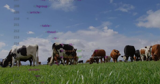 Animation of data processing over cows on field