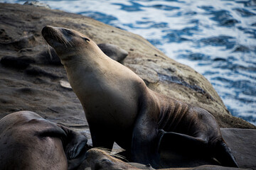 Sea Lion feeling pretty sleepy