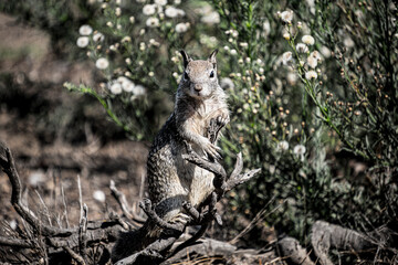 Squirrel looking into your soul