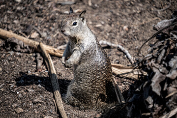 Squirrel posing for the camera