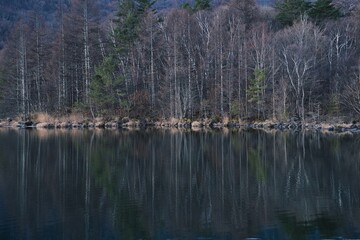 湖面に映るカバの木