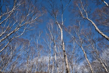 Fototapeta premium 空に伸びる白樺