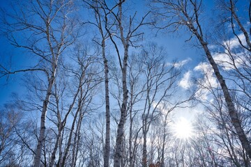 白樺と太陽