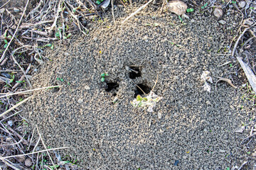 Close-up of Ant house on the ground, anthill in soil, house for insects.