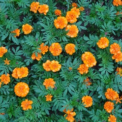 우정의 꽃말을 가진 예쁘고 아름다운 메리골드 (만수국) - Marigold (tagetes)