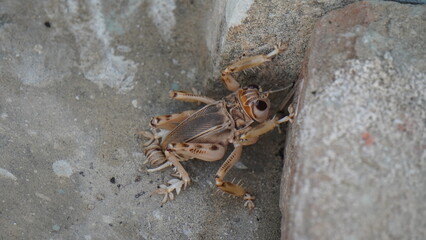 crab, animal, seafood, crustacean, claw, food, sea, lobster, nature, crayfish, beach, water, shellfish, fish, isolated, claws, crawfish, sand, shell, ocean