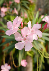 Closeup beautiful light pink of nerium oleander flower