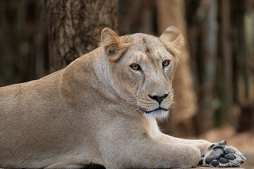 An Asiatic lion 