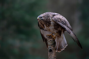 A beautiful Common Buzzard (Buteo buteo) sitting on a branch. Noord Brabant in the Netherlands.                                                          