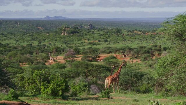 Extreme wide shot of giraffes (Giraffa camelopardalis) browsing across the valley during the morning in Africa.