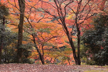 京都　宇治川の紅葉