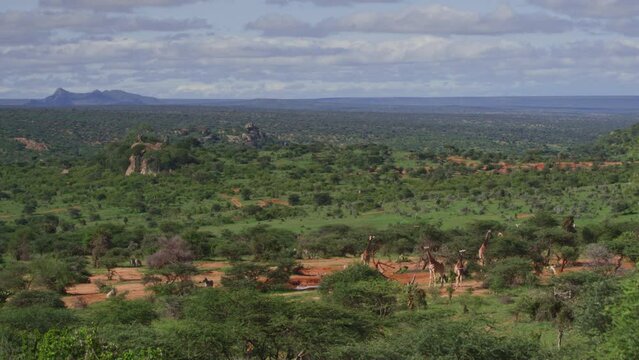 Extreme wide shot of giraffes (Giraffa camelopardalis) and zebras (Equus quagga) feeding during the morning in Africa.